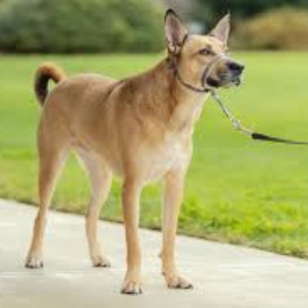 PetSafe Gentle Leader Head Collar No Pull Dog Headcollar Medium Charcoal NIB